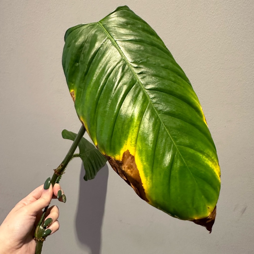 genevivianum RESERVED